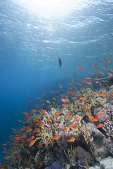 Fototapeta na wymiar Tropical fish in clear blue water