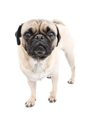 Obraz premium Isolated Pug