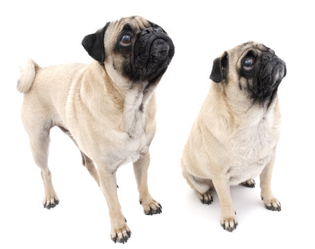 Two Pugs