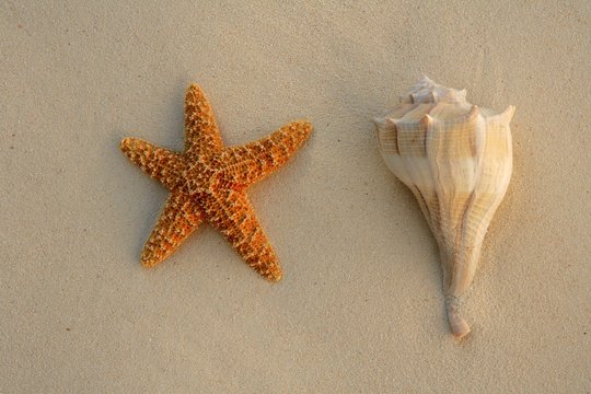 Caribbean beach sand with sea shells and starfish, texture