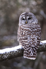Barred Owl