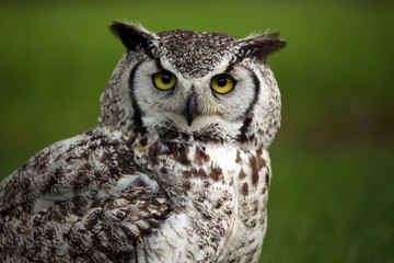 Annoyed Owl