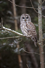 Winter Watcher
