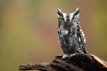 Fototapeta premium Eastern Screech Owl