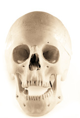 skull