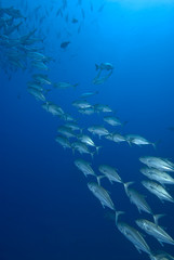 Fototapeta na wymiar Shoal of tropical fish