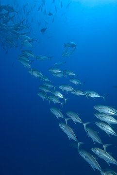 Shoal of tropical fish