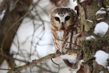 Saw-Whet Owl