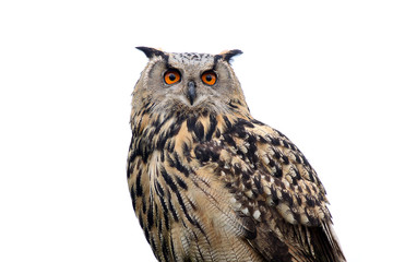 Eagle Owl