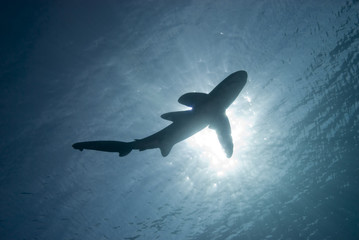 Below view of a shark