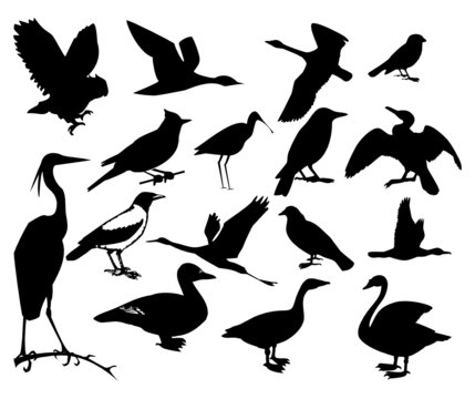 Collection of silhouettes of birds. Vector illustration