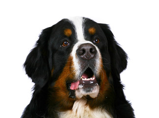 Portrait of the Bern sheepdog on a white background.