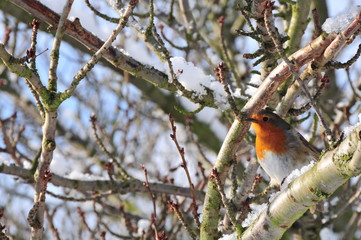 robin