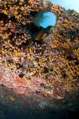 Récif, Ocean Indien, Maldives