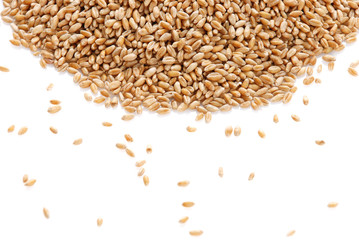 Grain of the wheat