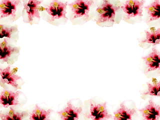 cadre fleuri hibiscus fond blanc