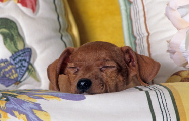 tête de face d'un pinscher nain couché sur le canapé