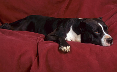 chiot pitbull noir et blanc s'endormant sur le canapé