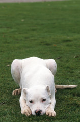 dogue argentin blanc adulte aplati de face - rigolo