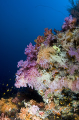 Fototapeta na wymiar Récif, Ocean Indien, Maldives