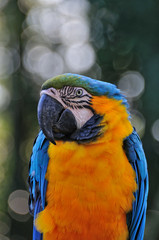 ルリコンゴウインコ