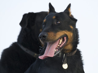 Beauceron (berger de beauce)