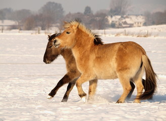 spielende Ponys im Schnee