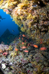 Naklejka na ściany i meble Récif, Ocean Indien, Maldives