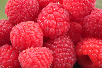 Fresh raspberries