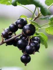 Ripened black currant on a branch