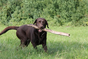 Brauner Labrador