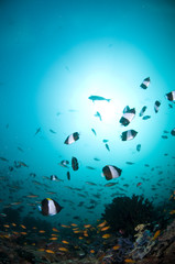 Fototapeta premium Récif, Ocean Indien, Maldives