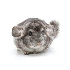 Chinchilla