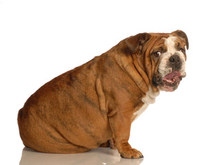 english bulldog with funny looking expression on white