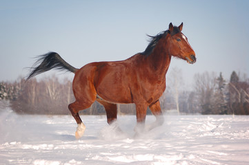 free horse in winter background