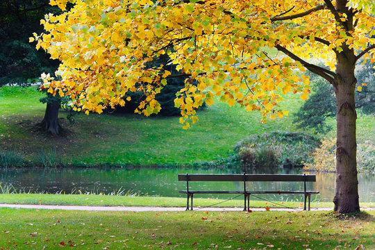 Empty bench  in park under tree
