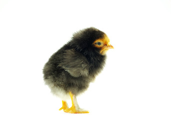 Fototapeta premium chicken
