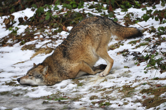 Fototapeta Wolf wälzt sich