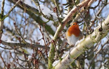 robin redbreast