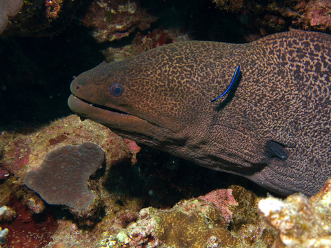 Mur&auml;ne mit Putzerfisch