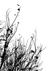 Silhouette of branches
