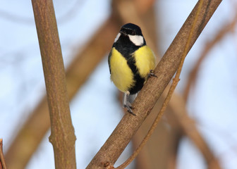 great tit