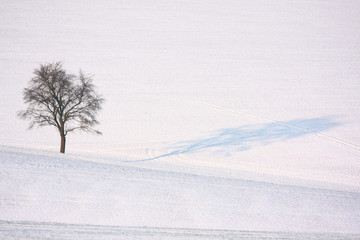 Fototapeta na wymiar lonely winter tree
