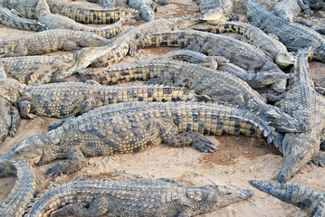 The crocodile farm