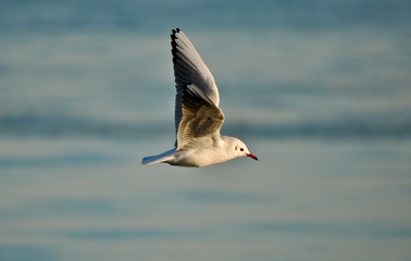 Seemöwe im Flug