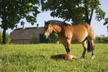 Obraz premium horse with a foal in a meadow