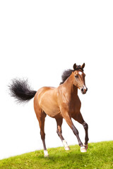 Obraz premium horse isolated