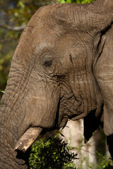 Elephant profile