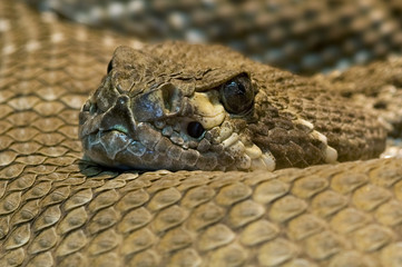 Obraz premium Texasklapperschlange, Crotalus atrox