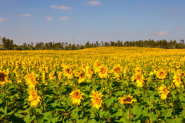 Sunflowers meadow